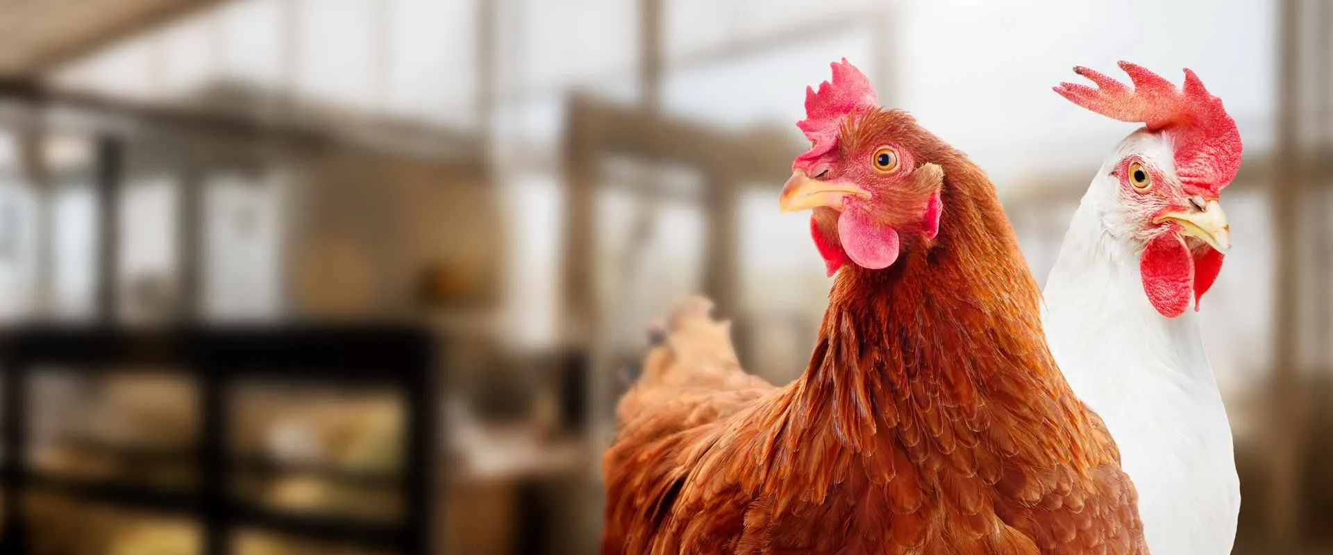 poultry farming
