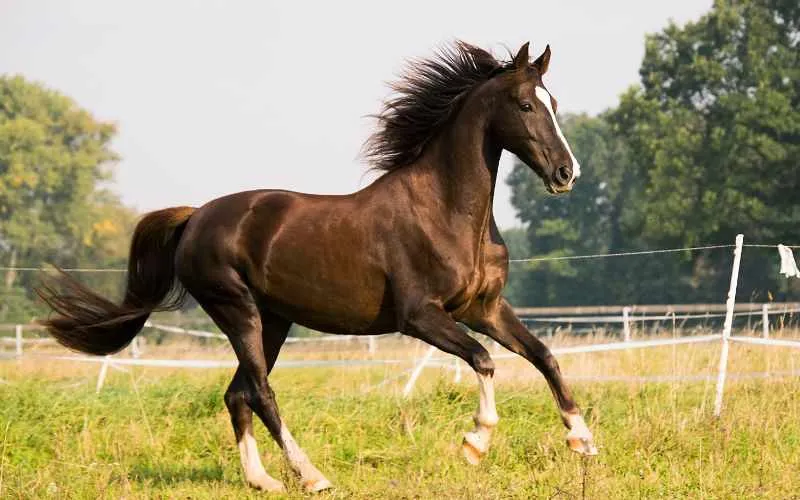 horse