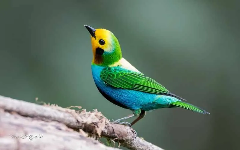 bird