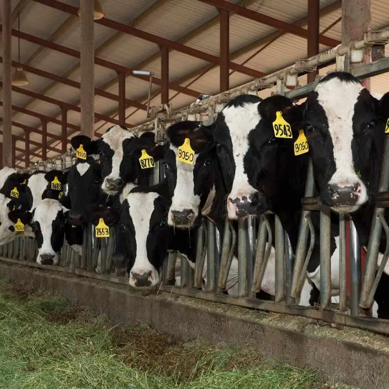 Breeding Enterprises