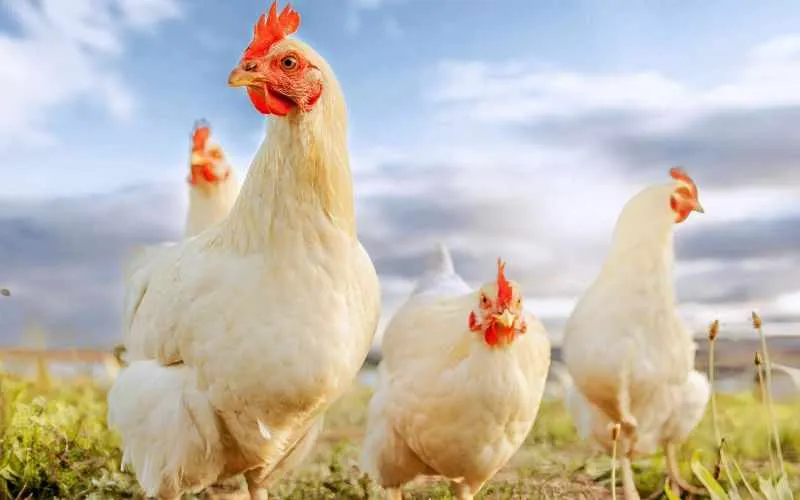 broiler