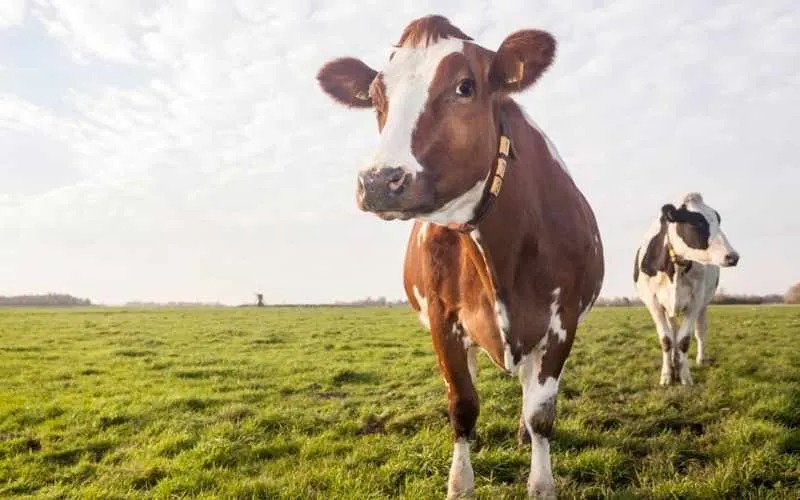 cattle
