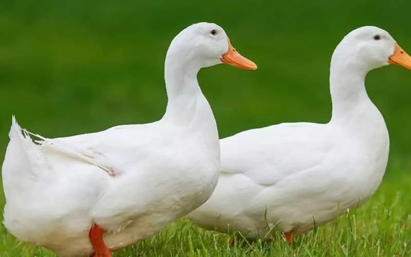 duck