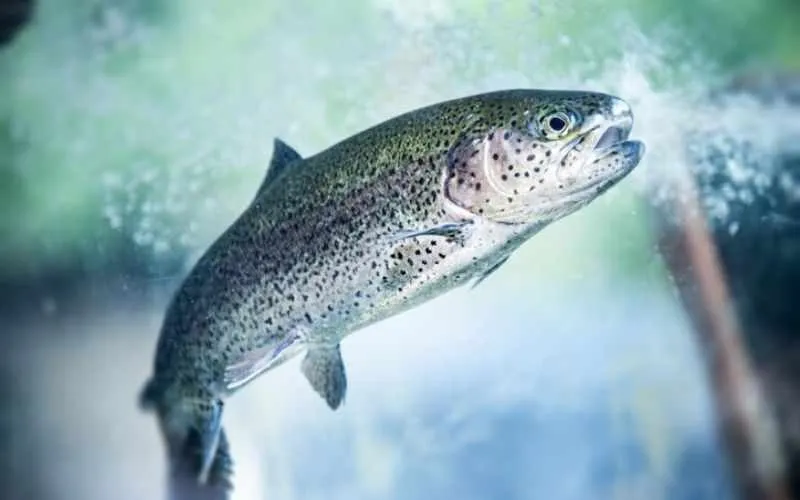 fish
