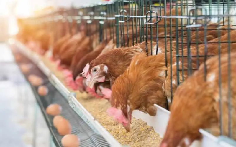 laying hen