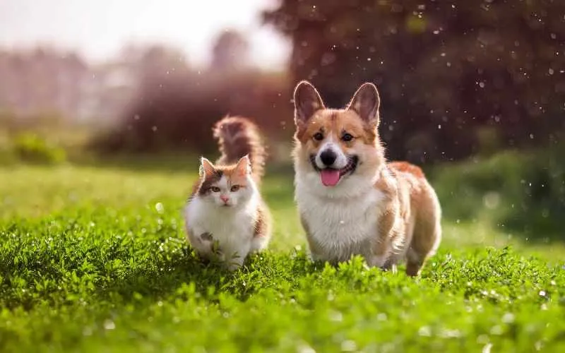 pet