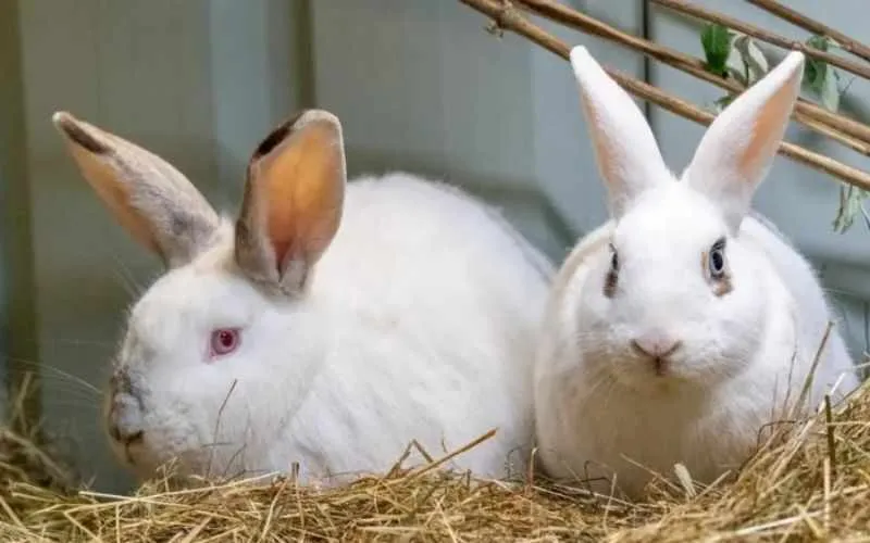 rabbit