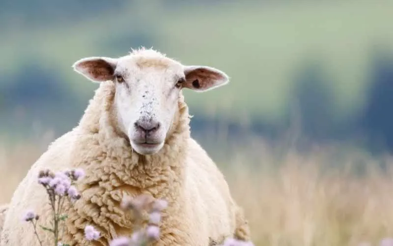 sheep