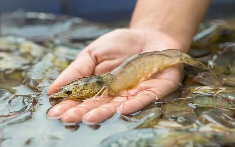shrimp