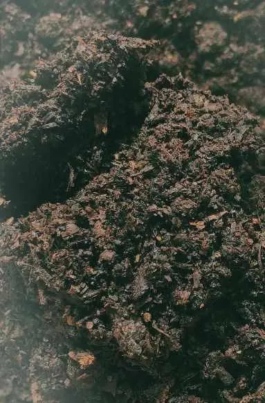 Fermented chicken manure
