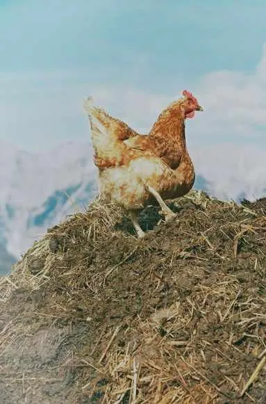 Fresh chicken manure