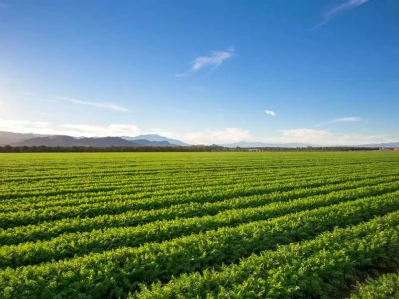Why Make Chicken Manure Pellets