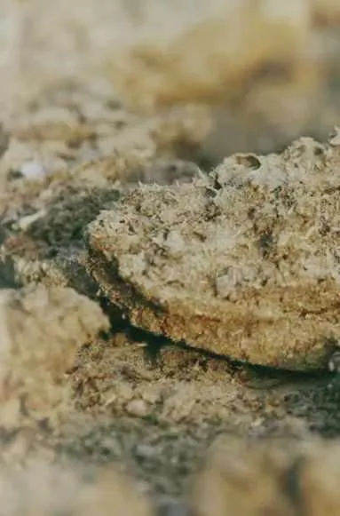 Dry cow dung
