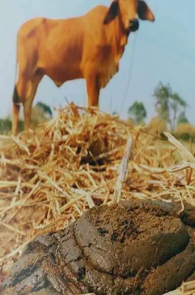 Fresh cow dung
