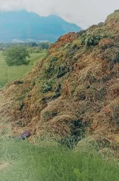 Mixed cow dung