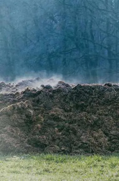 Fermented cow dung