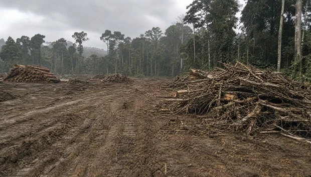 Woodchip Export & Production Bases