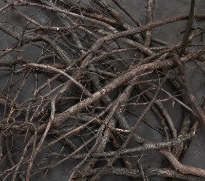 Tree Branches / Twigs