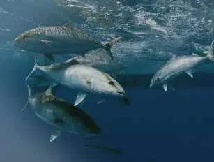 Морские водоросли