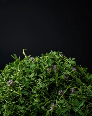 Alfalfa Crushing System