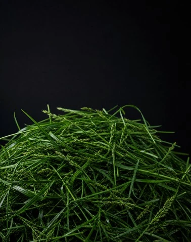 Perennial Ryegrass Crushing System