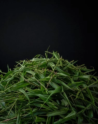 Signalgrass / Brachiaria Crushing System