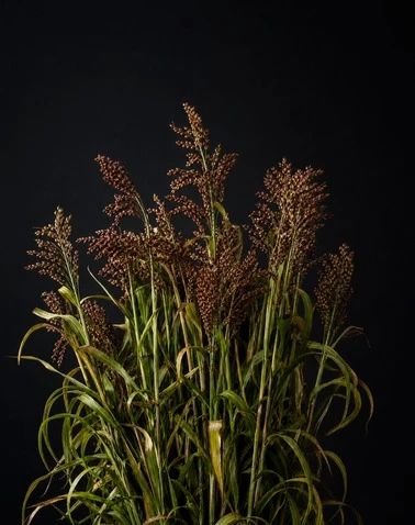 Sudangrass Crushing System