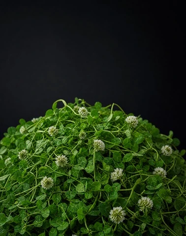 White Clover Crushing System