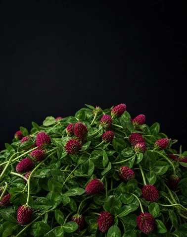 Red Clover Crushing System