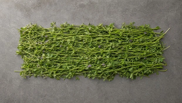 Alfalfa Grass