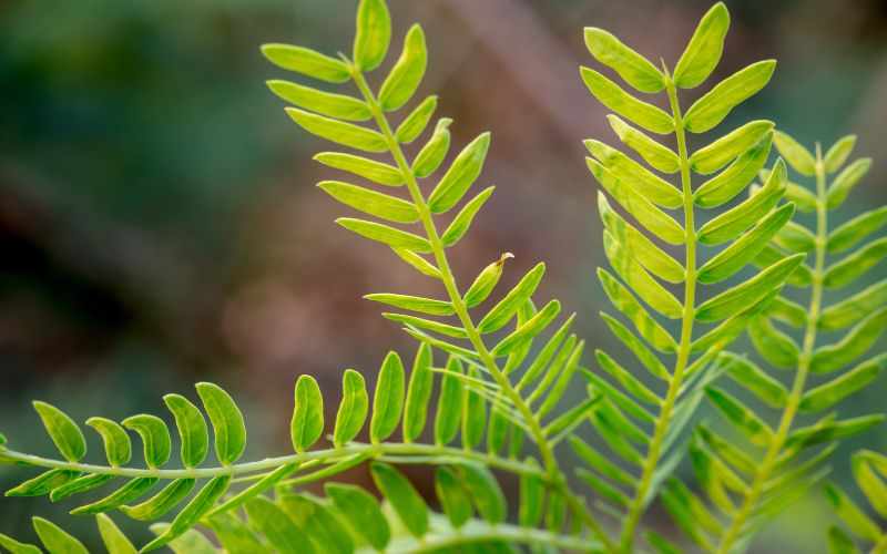 लेउकेना