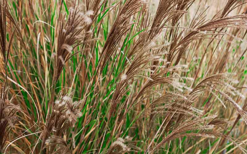 miscanthus