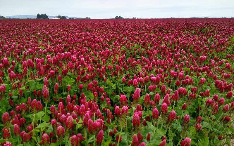 लाल Clover
