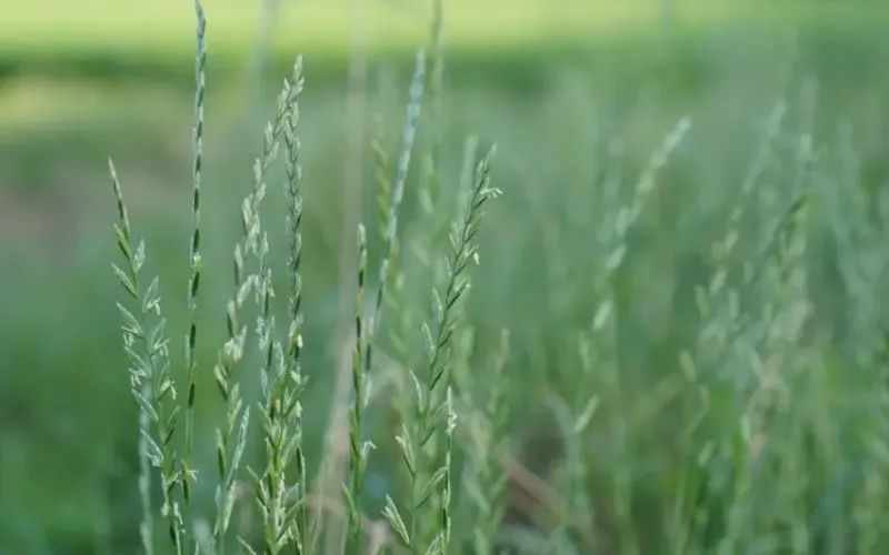 ryegrass