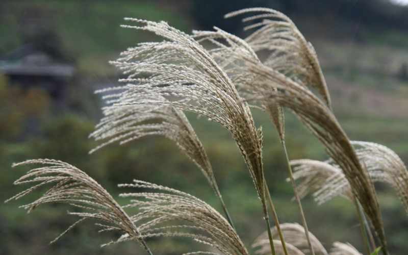सिल्वरग्रास