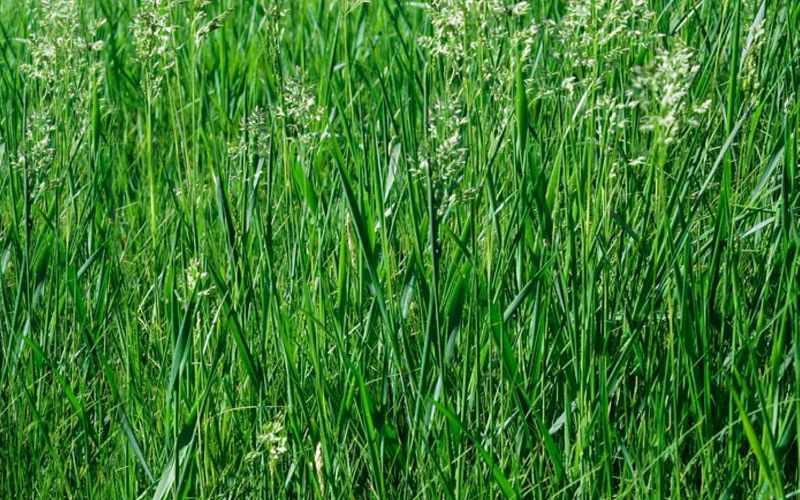 लंबा फेसस्क्यू