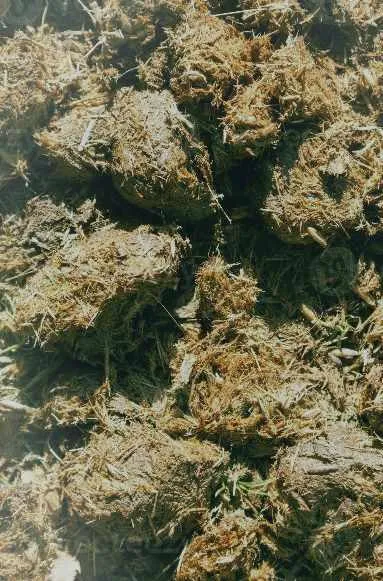 Dry Horse Manure