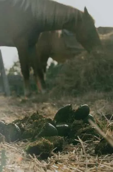 Fresh Horse Manure