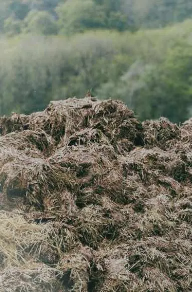 Mixed Horse Manure