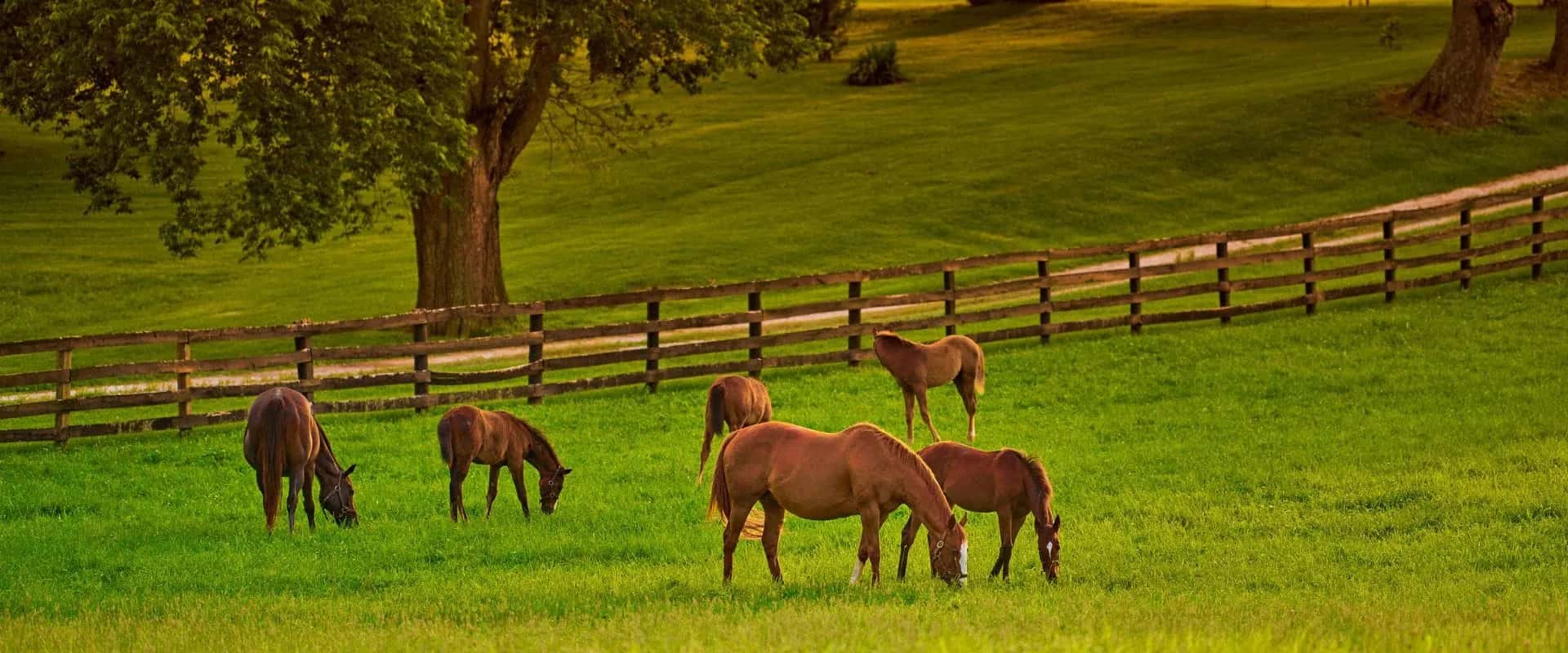 horse manure