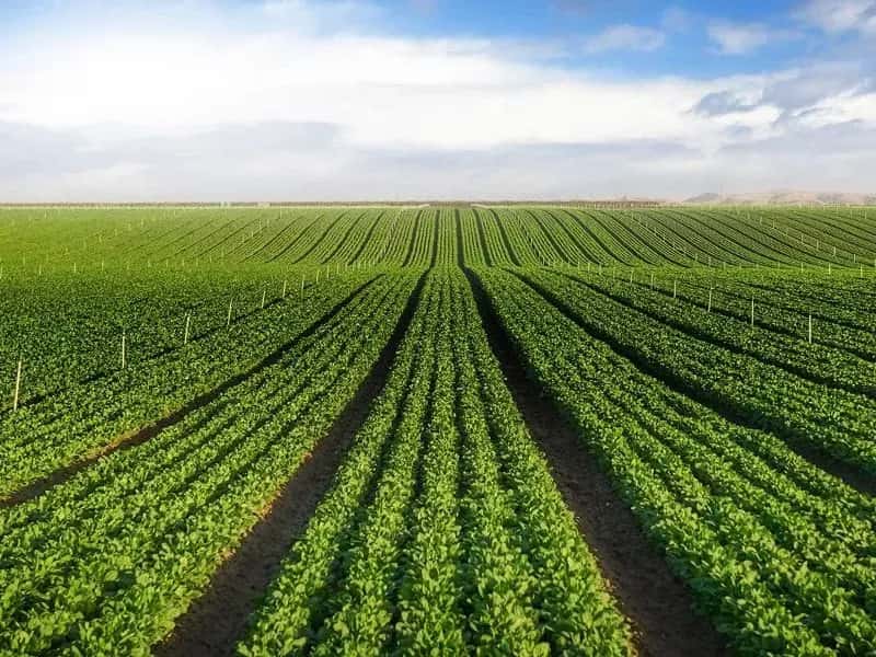 horse manure for green farming