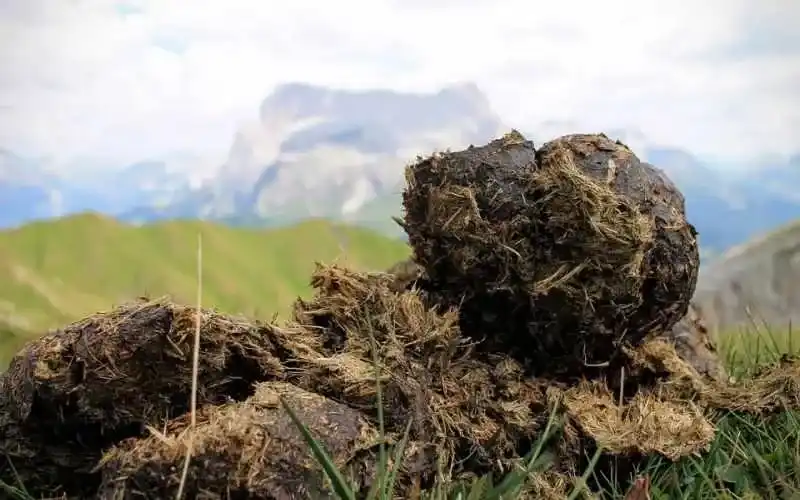 animal manure