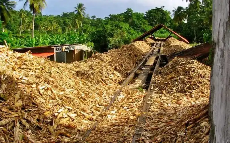 Bagasse