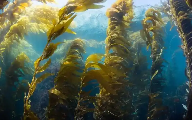 Seaweed