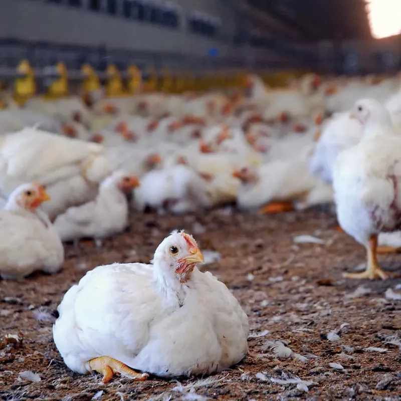 Animal Farms