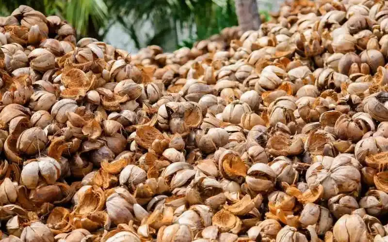 shells