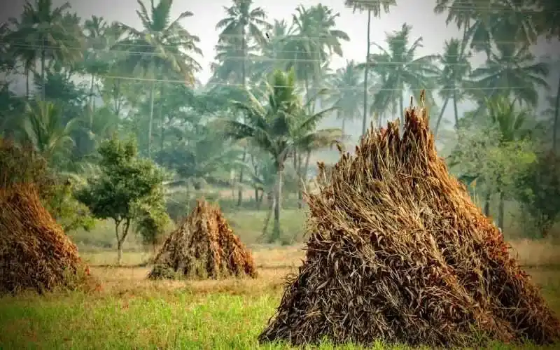 straw
