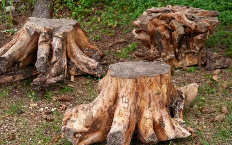 wood