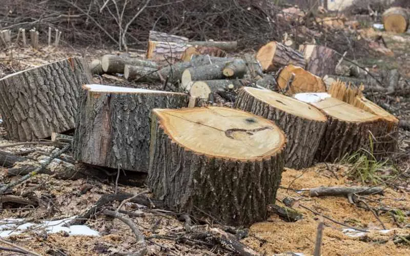 wood
