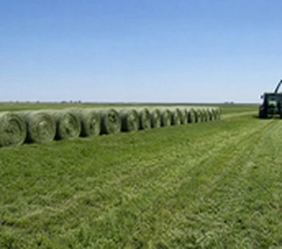 large scale forage grass farm